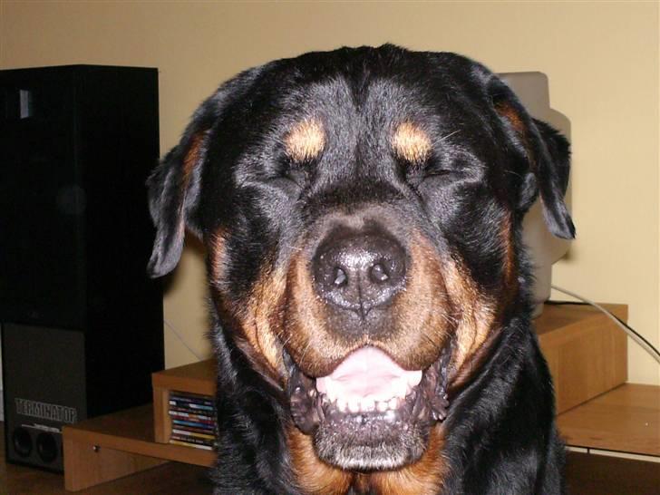 Rottweiler Ian *R.I.P. '08* - He he, du er så sjov mor... :) billede 3