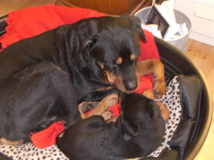 Rottweiler Ian *R.I.P. '08* billede 4