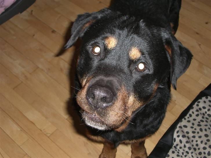 Rottweiler Ian *R.I.P. '08* - Elvis is in town!  billede 5