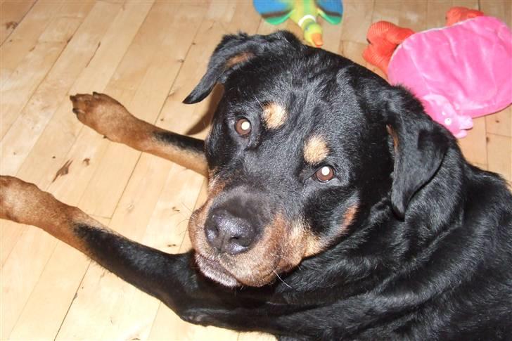 Rottweiler Ian *R.I.P. '08* billede 6