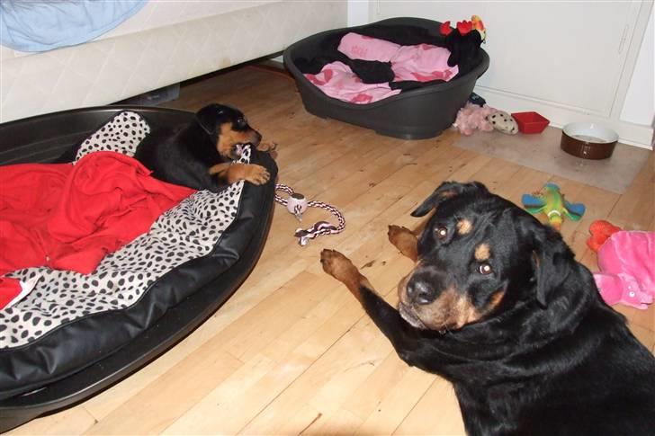 Rottweiler Ian *R.I.P. '08* - Hun bider i min pude, mor! billede 7