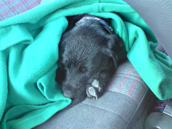 Blanding af racer Leopold - Træt efter en strandtur :) billede 2