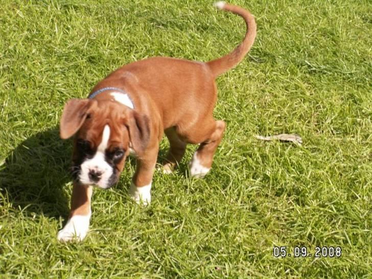 Boxer Mezzobox Bertil Ludvig - Er jeg ikke fin ? <3 billede 1