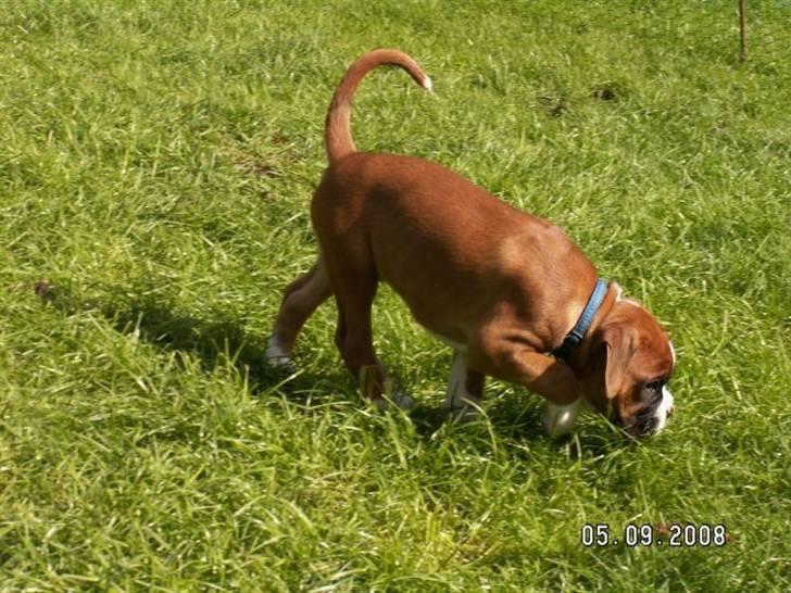 Boxer Mezzobox Bertil Ludvig - Der er noget der lugter godt der i græsset :) billede 2
