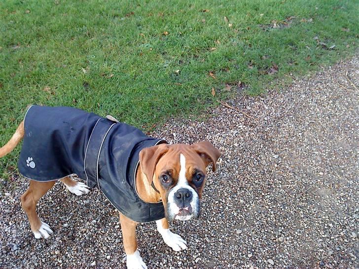 Boxer Mezzobox Bertil Ludvig billede 3