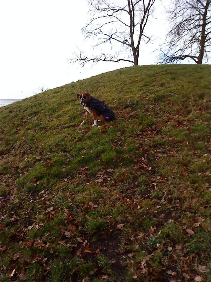 Boxer Mezzobox Bertil Ludvig billede 4