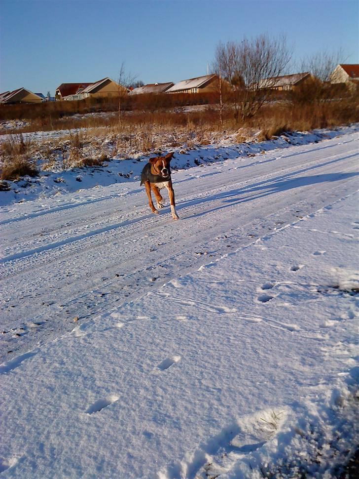 Boxer Mezzobox Bertil Ludvig billede 5