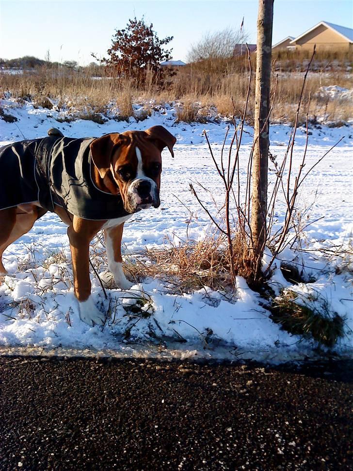 Boxer Mezzobox Bertil Ludvig billede 6