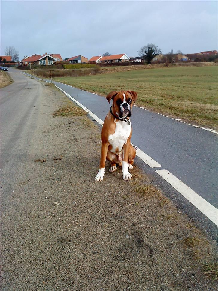Boxer Mezzobox Bertil Ludvig billede 7