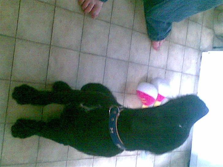 Blanding af racer Leopold billede 4