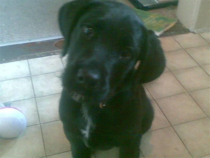 Blanding af racer Leopold - Leopold billede 5