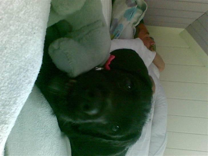 Blanding af racer Leopold billede 6