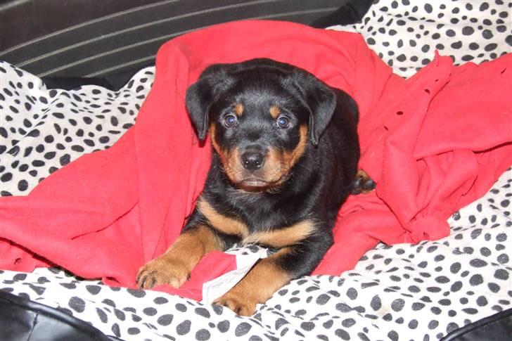 Rottweiler Lupa billede 9