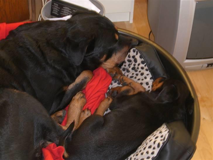 Rottweiler Lupa billede 10