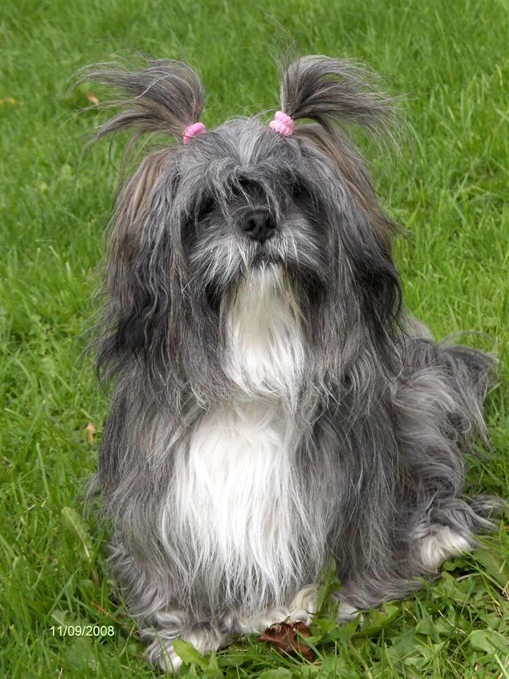 Lhasa apso Trunte - Trunte billede 1