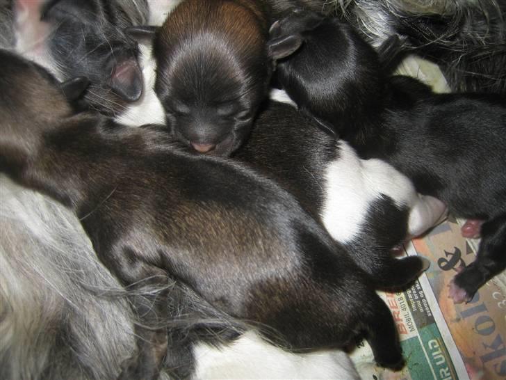 Lhasa apso Trunte - En "klump " hvalpe sover trygt og godt :-) billede 2