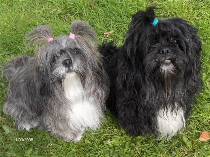 Lhasa apso Trunte - Trunte og Buller der skal være forældre ca den 20 september :-) billede 3