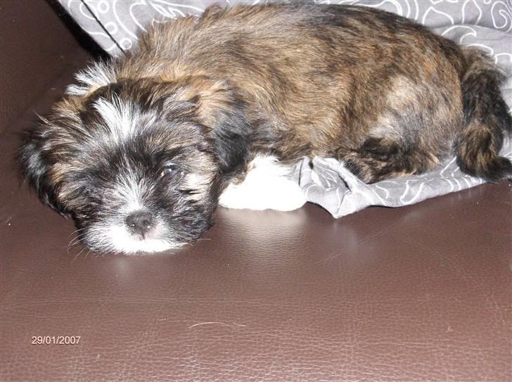 Lhasa apso Trunte - Trunte som lille hvalp :-) billede 6