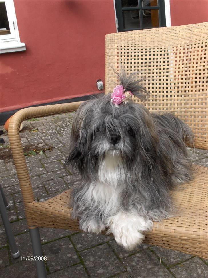 Lhasa apso Trunte - Trunte har fået håret sat op  :-) billede 7