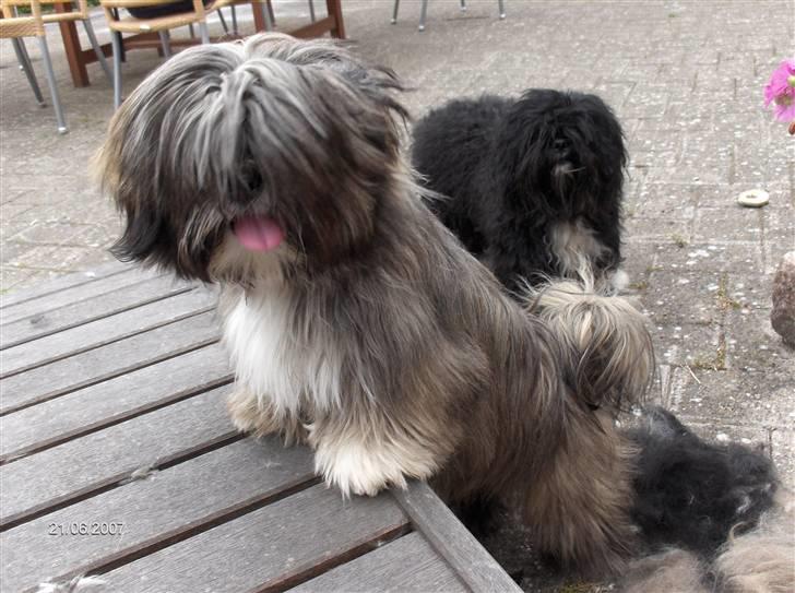 Lhasa apso Trunte - Trunte  - den nysgerrige hund :-D billede 8