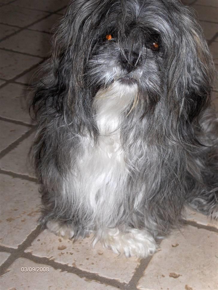 Lhasa apso Trunte - Trunte ! billede 10