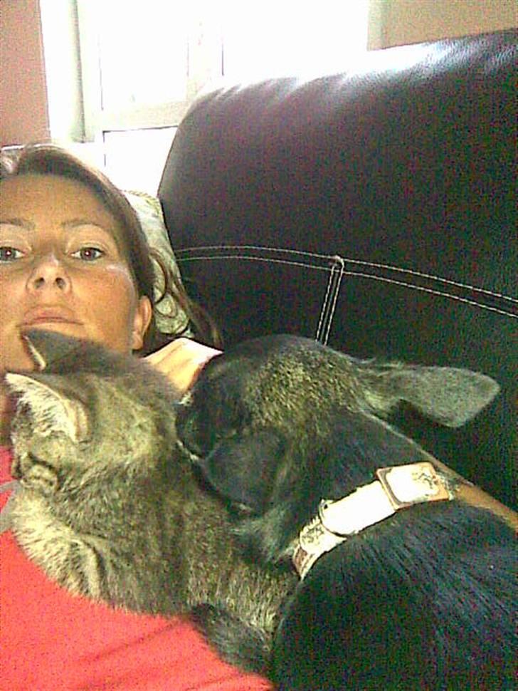 Chihuahua Cloe billede 12