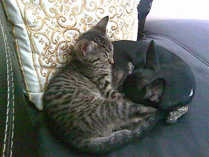 Chihuahua Cloe billede 15