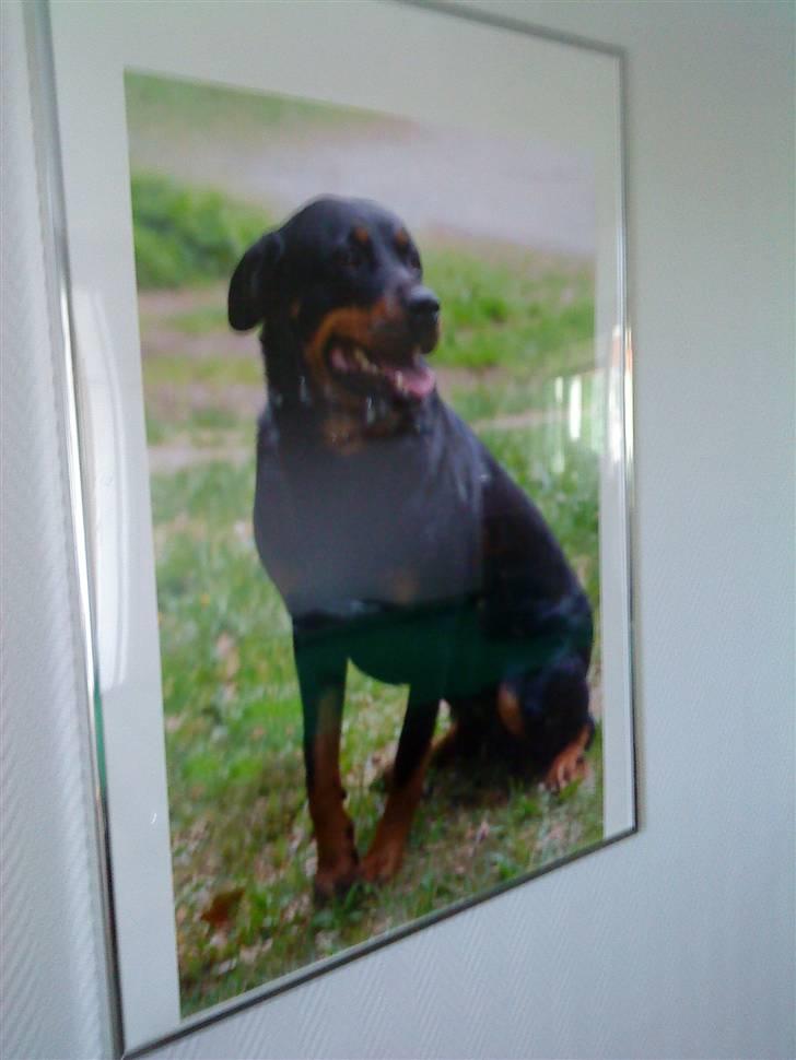 Rottweiler Freja billede 10