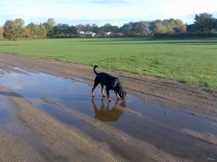 Rottweiler Freja billede 11