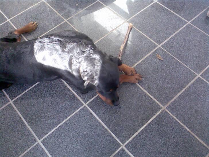 Rottweiler Freja - Freja ligger med hendes ynglings gnavepind, en indtørret sene. billede 12