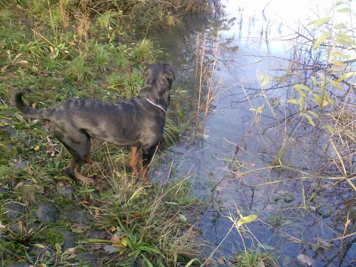 Rottweiler Freja billede 13