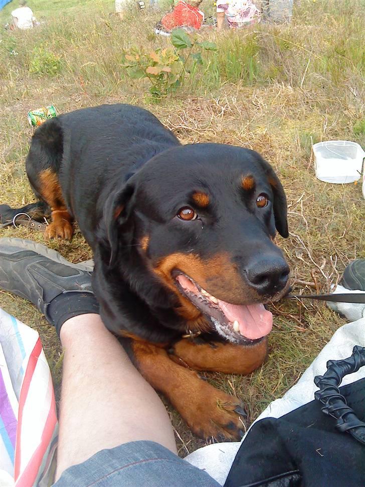 Rottweiler Freja billede 14