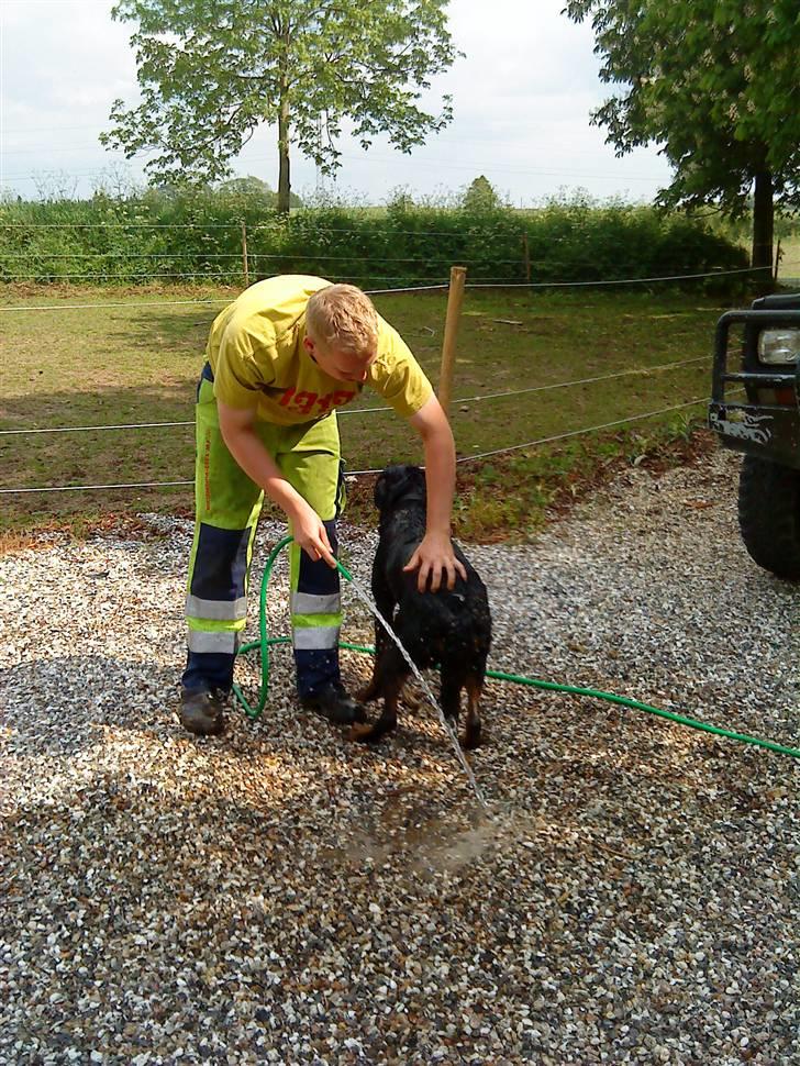 Rottweiler Freja billede 15
