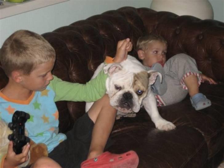 Engelsk bulldog Link billede 9