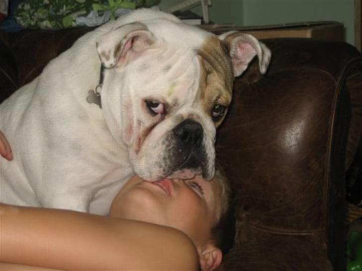 Engelsk bulldog Link billede 10