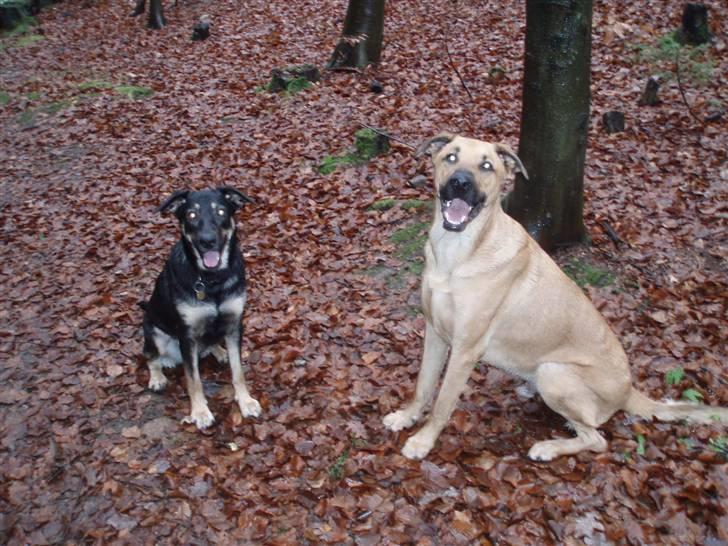 Blanding af racer migo - migo og hans søster zita er fra samme kuld billede 6