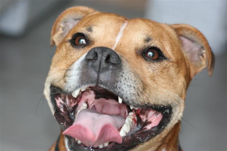 Staffordshire bull terrier Simba billede 1