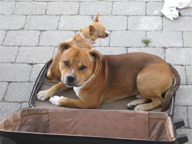Staffordshire bull terrier Simba - næste gang i rejser tager vi altså med!! billede 2