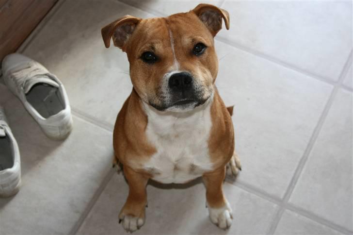 Staffordshire bull terrier Simba billede 3