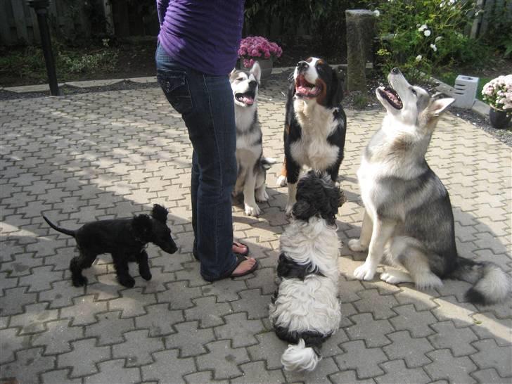 Alaskan malamute Malu. - Sådan, en ordentlig flok hunde a forskellige racer:) billede 6
