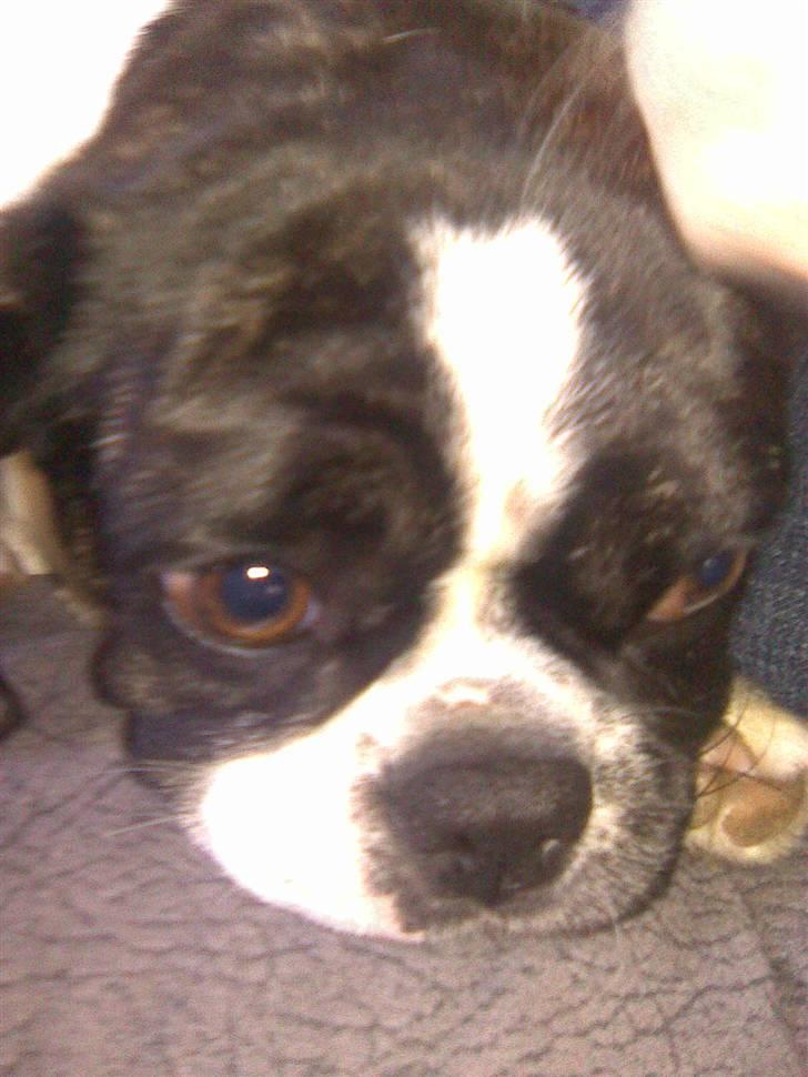 Blanding af racer Daisy - Titte Bøh, her er Daisy:) billede 17