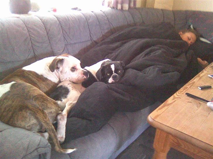 Blanding af racer Daisy - Vi passer på mor:) billede 18