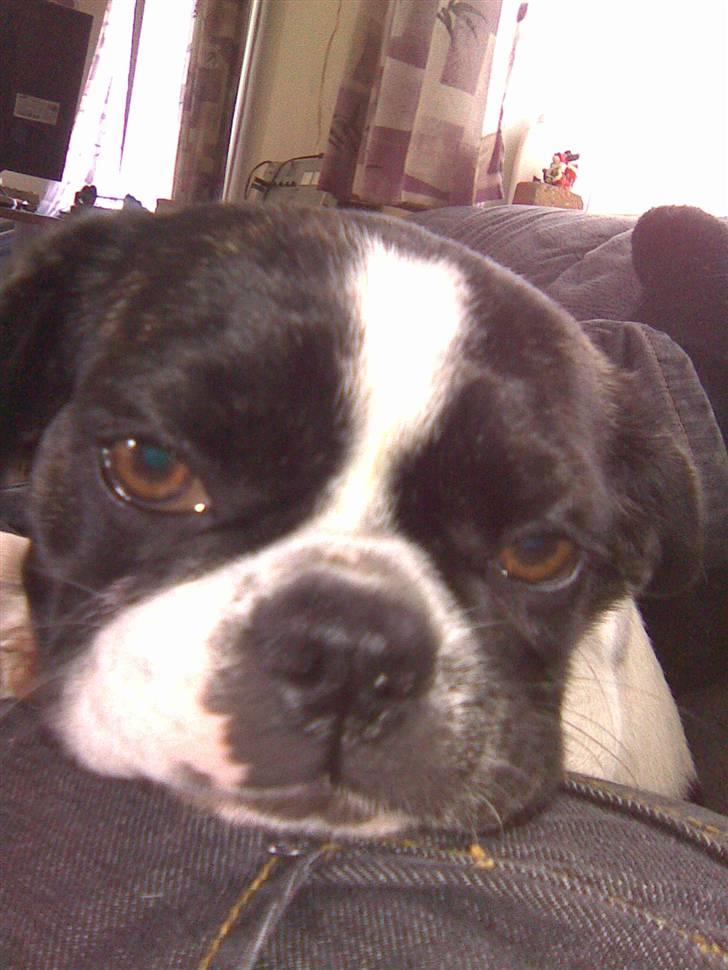 Blanding af racer Daisy - Hvad vil du mig nu mor?? billede 19