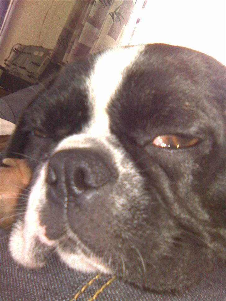 Blanding af racer Daisy - Jeg gider ihvertfald ikke se sød ud:=) billede 20