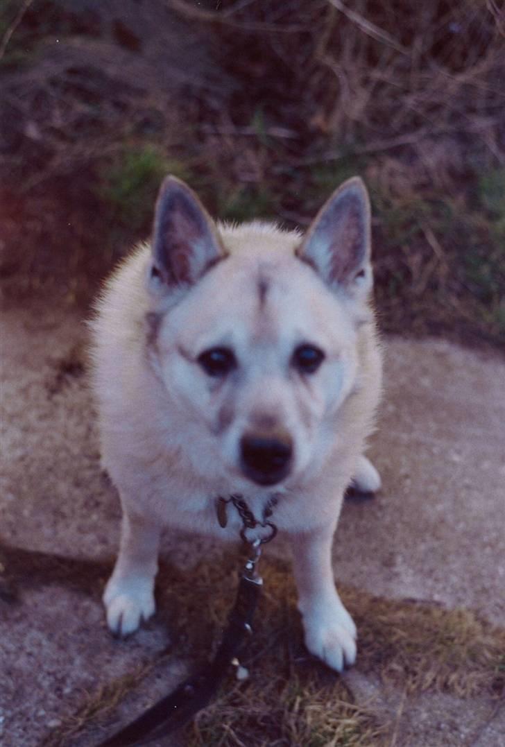 Norsk buhund Frej - Dette er det sidste billede af Frej, han døde i februar 2008 billede 8