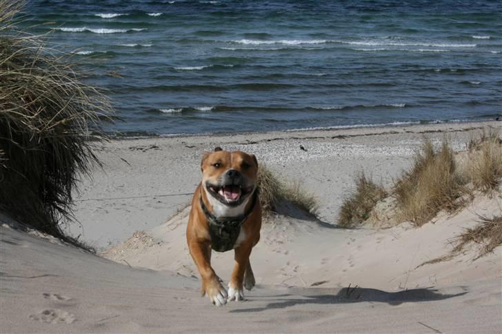 Staffordshire bull terrier Simba billede 4