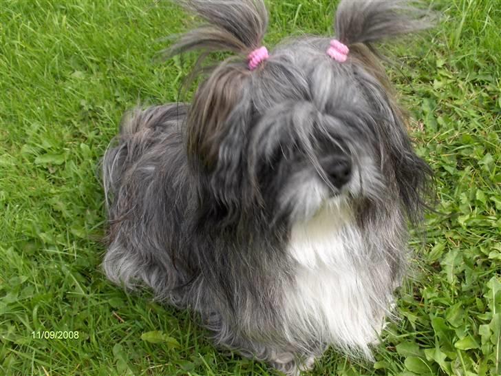 Lhasa apso Trunte - Søde runde Trunte.. billede 11