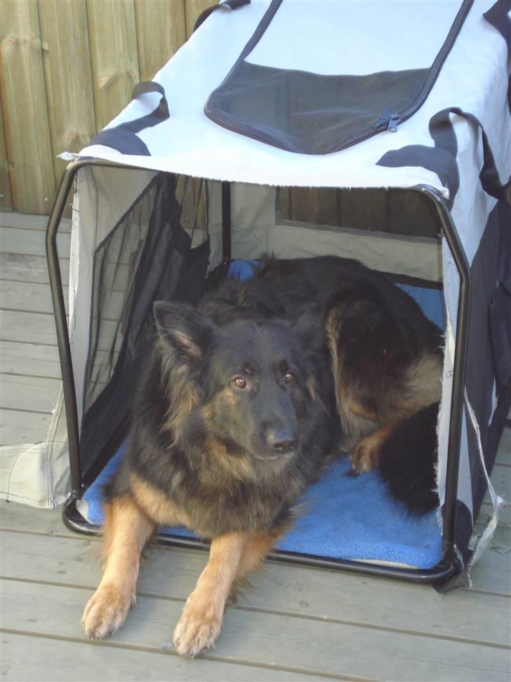 Schæferhund Hollie billede 8