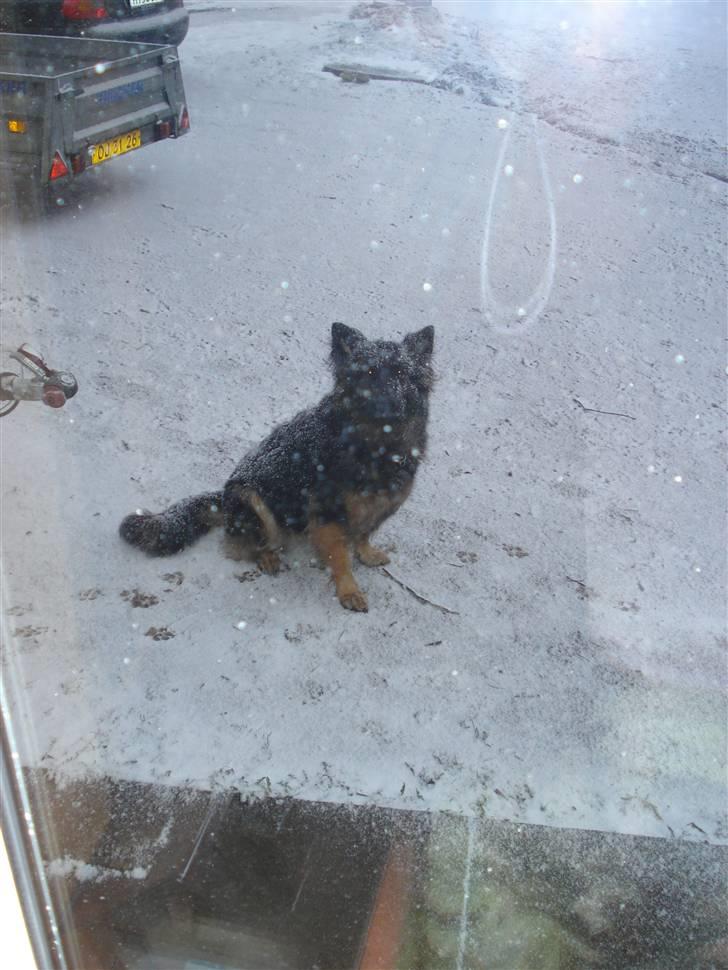 Schæferhund Hollie - kom nu ude far det sne´er billede 9