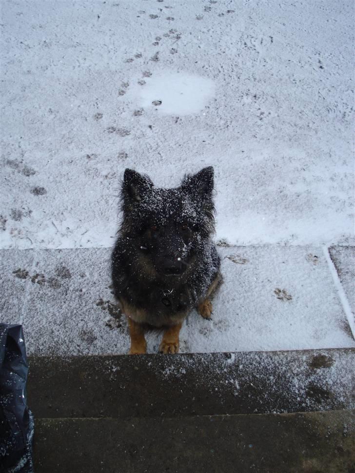 Schæferhund Hollie billede 10